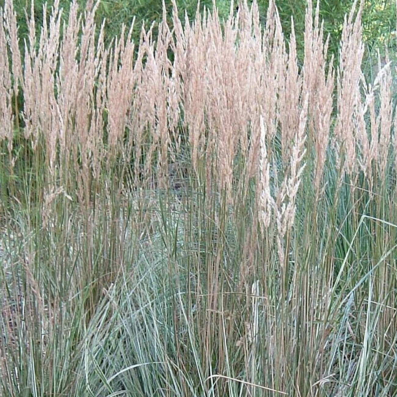 Obrázok Smlz ostrokvetý (Calamagrostis x acutiflora) ´OVERDAM´ C1.5L